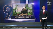 “푸바오 안녕”…중국서 한국말 들리자 돌아본 푸바오