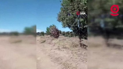 Elazığ’da nesli tehlike altına olan dağ keçileri görüntülendi