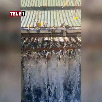 Tohma Çayı’ndaki toplu balık ölümleri Meclis gündeminde