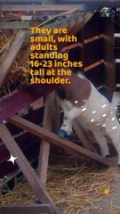 Pygmy Goat Facts