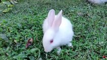 Baby Rabbit Eating And Playing In The Grassland