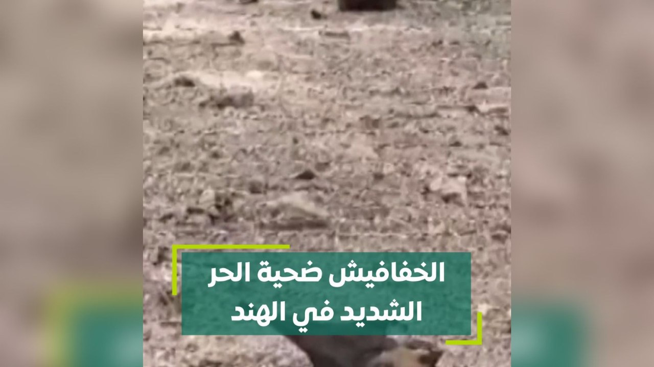 الخفافيش ضحية الحر الشديد في الهند
