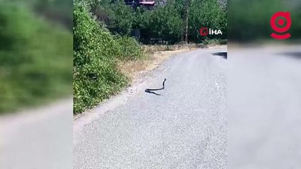 Elazığ’da yılanların dansı kamerada