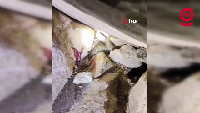 Siirt'te görülen yılan vatandaşları tedirgin etti