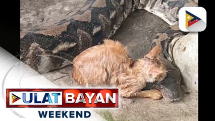 Mini zoo sa Masbate na nakunang tila nagpapakain ng pusa sa kanilang alagang sawa, kinundena at ipinasara