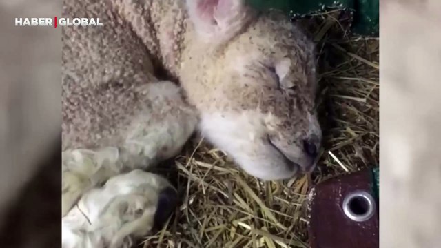 Uyurken rüya gören kuzusunu kaydettiği anlara beğeni yağdı