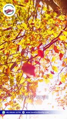 Free One on One & Online Counseling for individuals