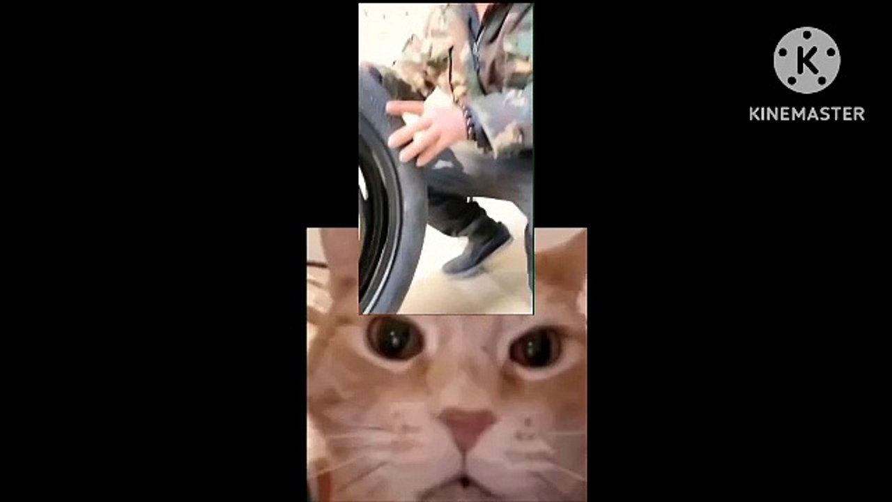 Funny video cats reflection