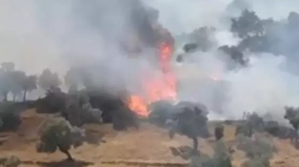 Aydın’ın Çine ilçesinde zeytinlik alanda yangın