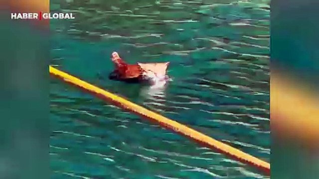 Yüzme performansı ile ağızları açık bırakan kedi, sosyal medyayı salladı