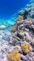 Nice and beautiful fish of the world under the sea