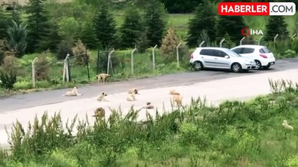 Avukat Meltem Zorba: Belediyeler mahkeme kararına rağmen sahipsiz sokak köpeklerini toplamıyor