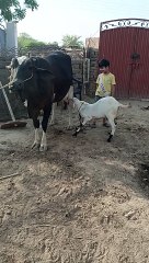 Bakra lari Bado Badi