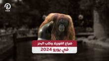 صراع الغوريلا وكلب البحر في يورو 2024