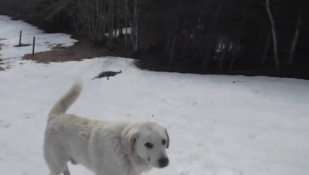 Excited Sheep Dog Repeatedly Slides Down Icy Hill