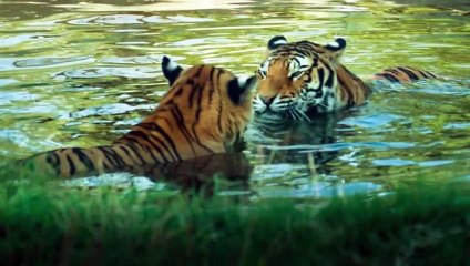 Who is the true king- a lion or a tiger