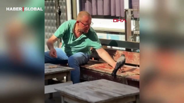 Esenyurt'ta duyarlı vatandaş sıcaktan bunalan kargaya su verip elleriyle besledi