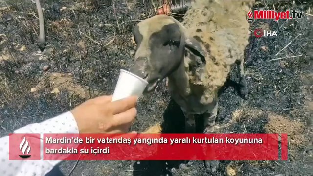 Yangında yürek burkan görüntü