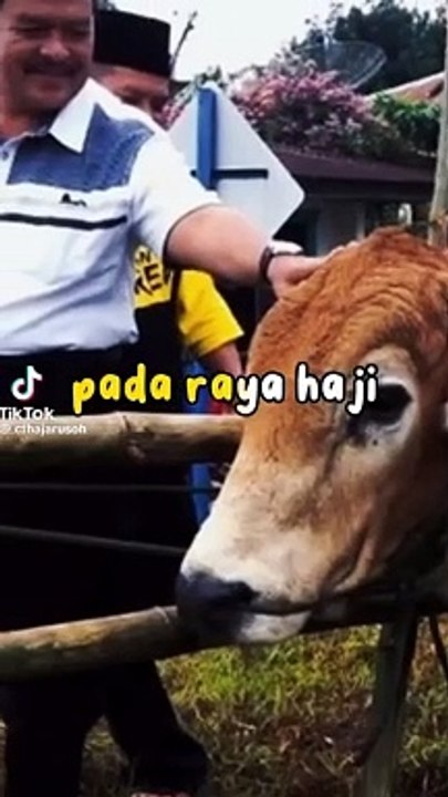 Jenis Lembu