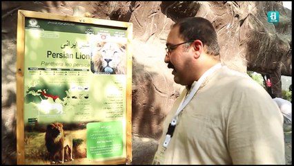 فیلم مستند ایرانی شیرهای فراموش نشدنی | Documentary Movie Unforgettable lions