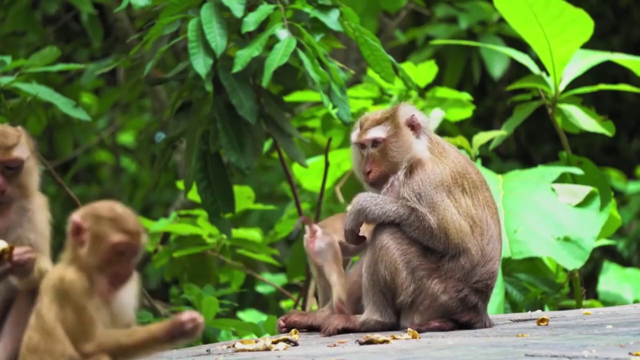 Amazing Scene of Wild Animals - video Dailymotion