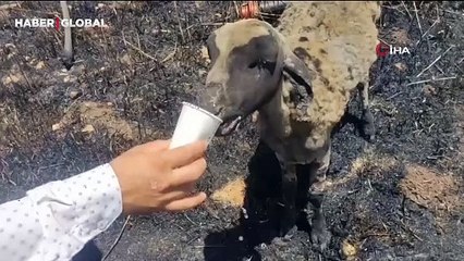 Mardin'deki yangında yürek burkan görüntü! Yaralı koyuna su içirdi