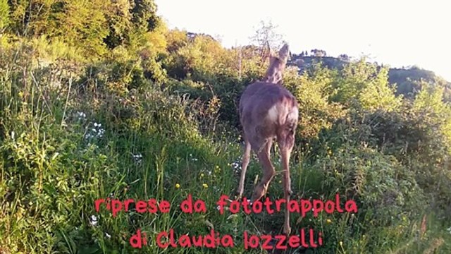Animali selvatici in Valbisenzio: le riprese della fototrappola