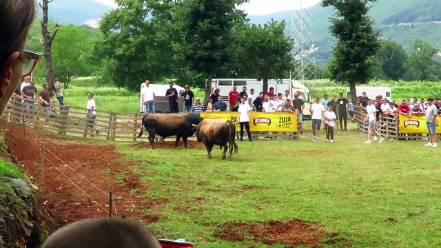 MEDONJA OD ŠLJIVIĆA VS JELENKO OD DVA JARANA KOČERIN 2024