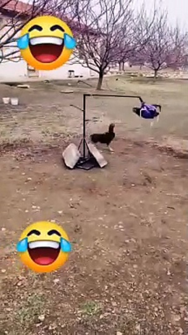 Funny video.verry funny .funny moments