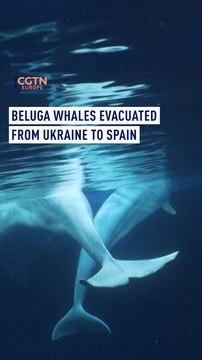 Beluga whales evacuated from Ukraine to Spain