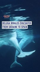 Beluga whales evacuated from Ukraine to Spain