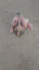 Beautiful Baby Of Fancy Pigeon,
