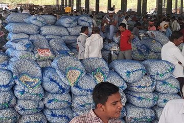 आवक कम होने से लहसुन के भावों में तेजी