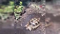 Sıcaktan etkilenen kaplumbağa böyle hayata tutundu