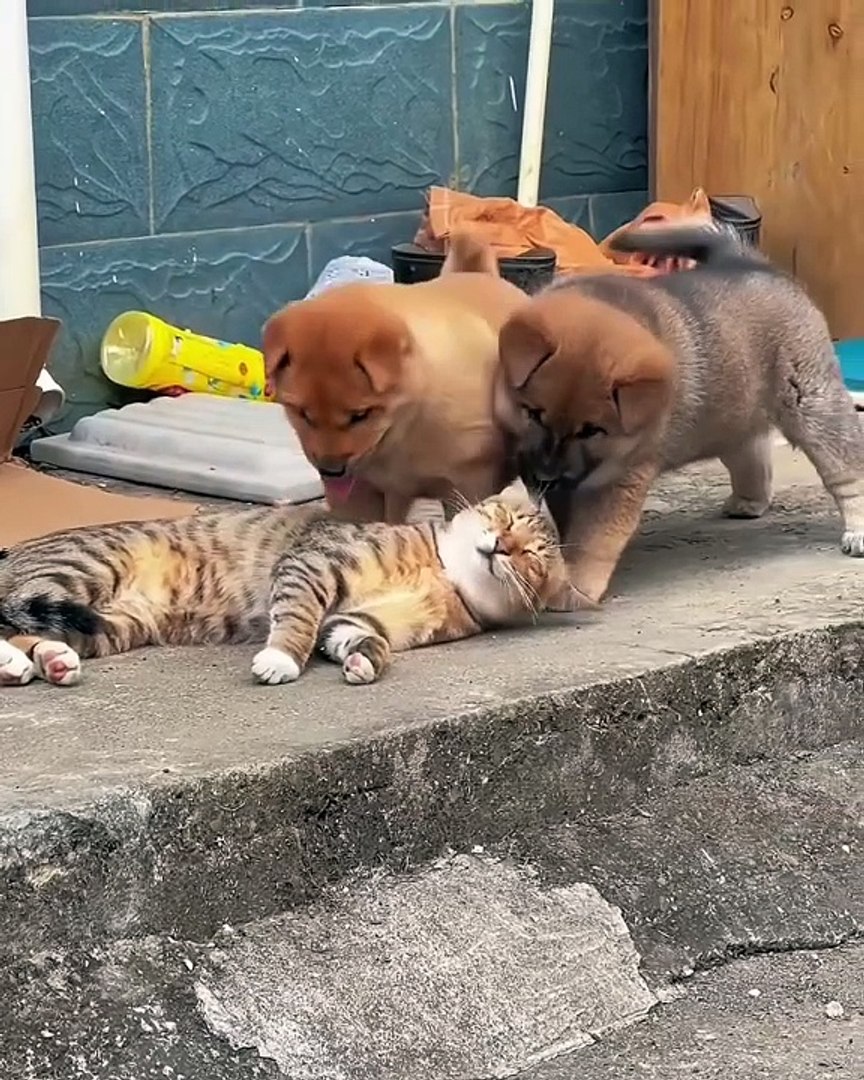 ⁣Humans or Pets?