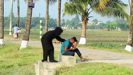 Gorilla Dangerous Attack on People | Must Watch