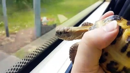 Curious little tortoise staring out of the bus window