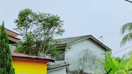 House Invaded by Monkeys