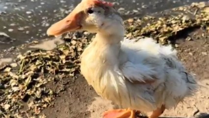 Girl's mission to nurse a wounded duck back to health