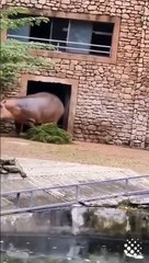 Hippo Attacks Man And Almost Ends His Life WWYD_
