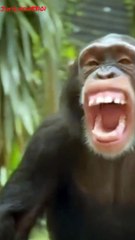 Hilarious Monkey Laughs That Will Make Your Day 😂 - thumbnail
