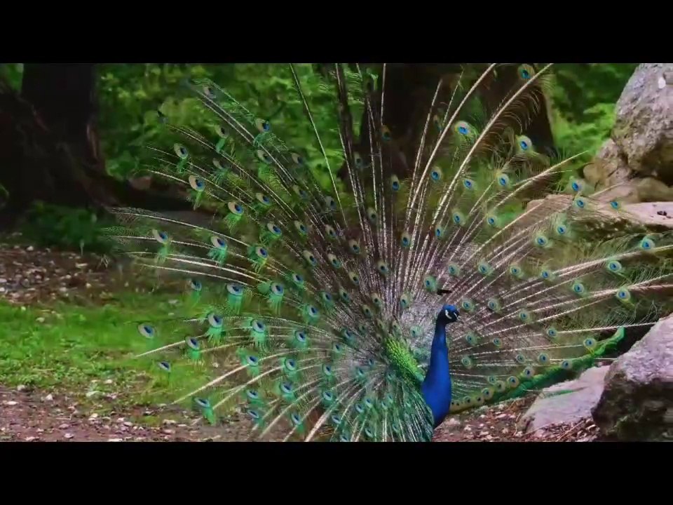 Funny birds mems