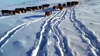 Murió un hombre por hipotermia y los pasos internacionales permanecen cerrados