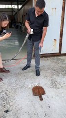 Funny Videos comedy videos Fails video TikTok Live