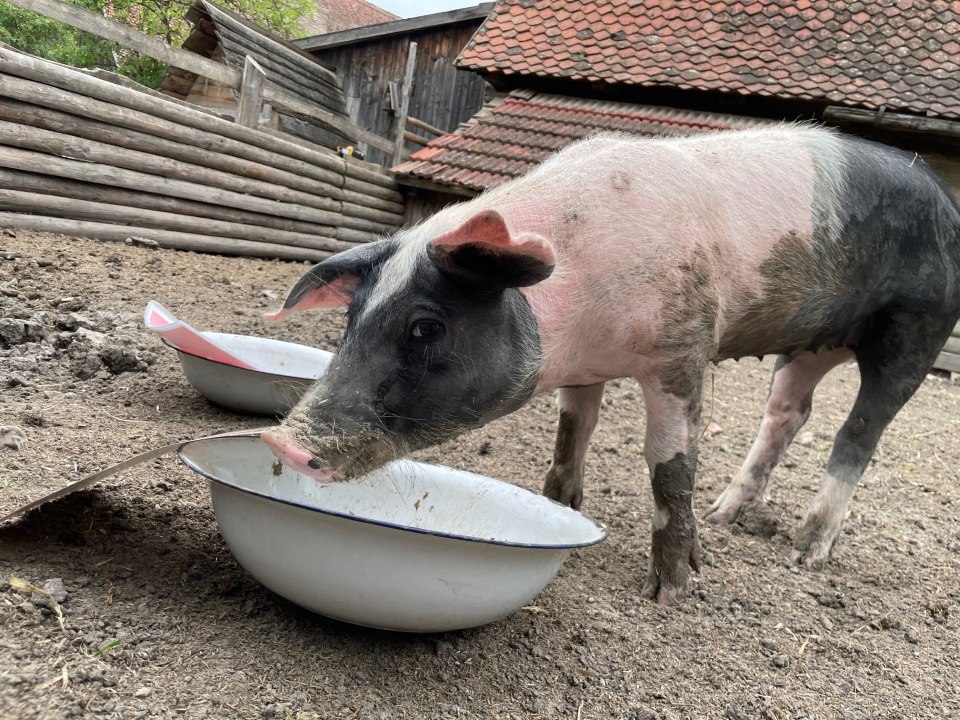 EM-Orakel Isolde D-Schweiz