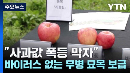 [新농비] "사과값 폭등 막자"...바이러스 없는 무병 묘목 보급 / YTN