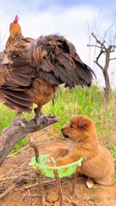 Funny cat hen