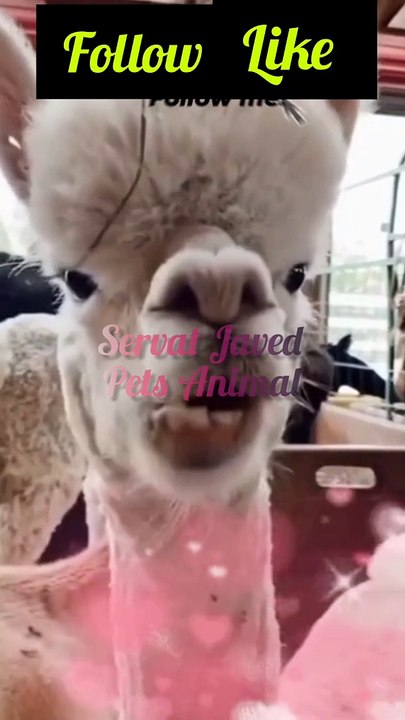 Camel Funny video