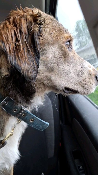 Quel temps de chien quand on doit sortir de la voiture.