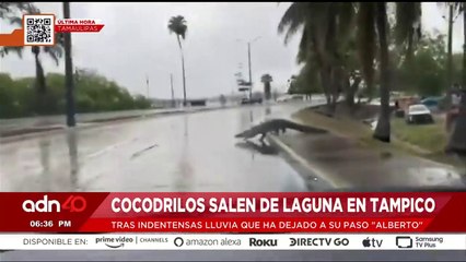 ¡Última Hora! Cocodrilos salen de laguna en Tampico